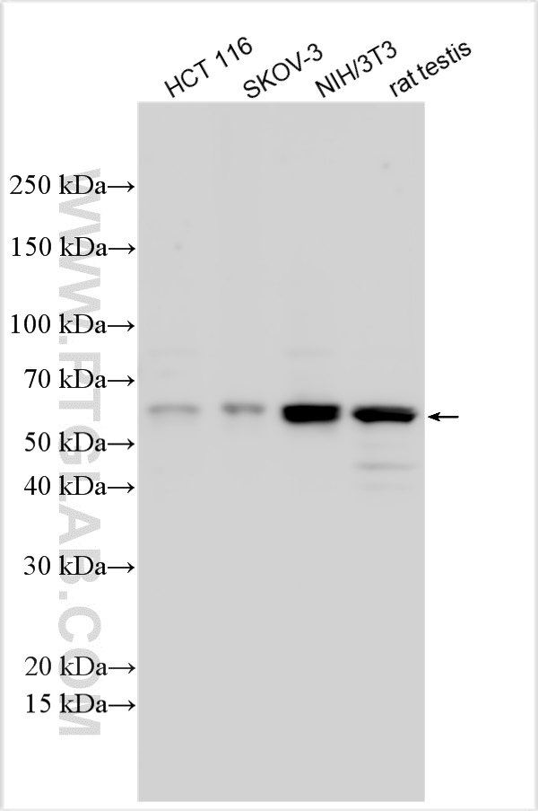 Western Blot (WB) analysis of various lysates using NMT2 Polyclonal antibody (15720-1-AP)