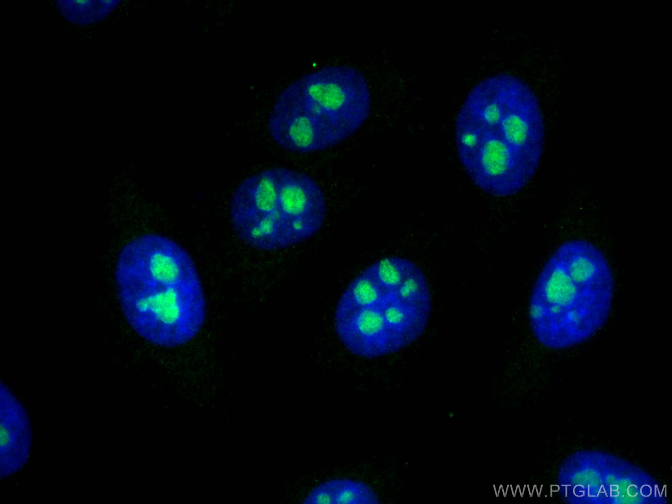 Immunofluorescence (IF) / fluorescent staining of HepG2 cells using NOL12 Polyclonal antibody (15456-1-AP)