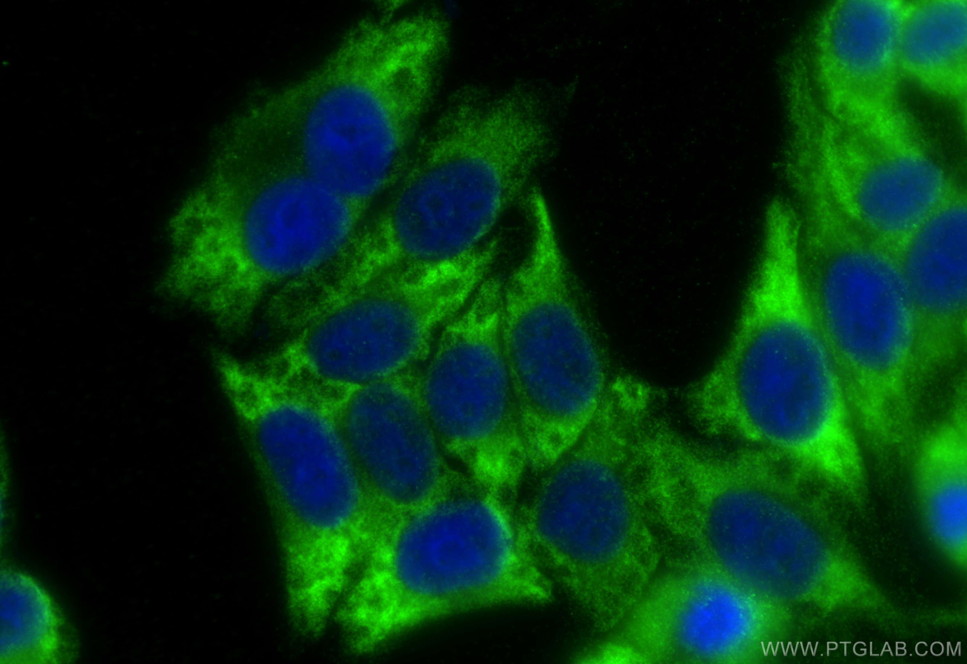 Immunofluorescence (IF) / fluorescent staining of HepG2 cells using NOL3 Polyclonal antibody (10846-2-AP)