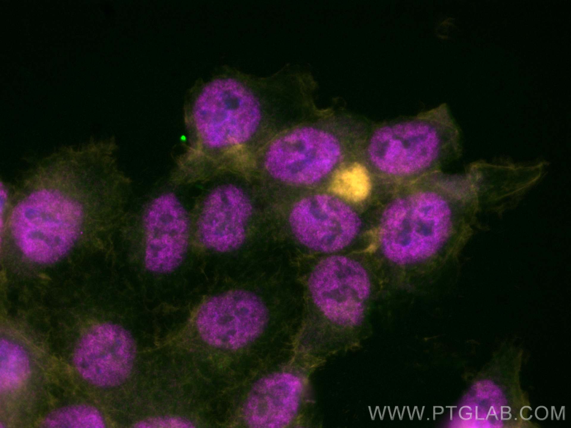 Immunofluorescence (IF) / fluorescent staining of HCT 116 cells using NONO Polyclonal antibody (11058-1-AP)