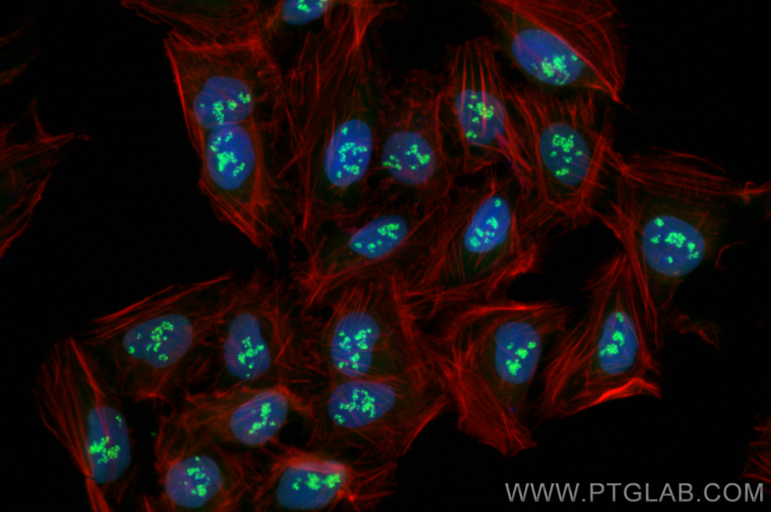 Immunofluorescence (IF) / fluorescent staining of U2OS cells using CoraLite® Plus 488-conjugated NOP58 Recombinant an (CL488-82879)