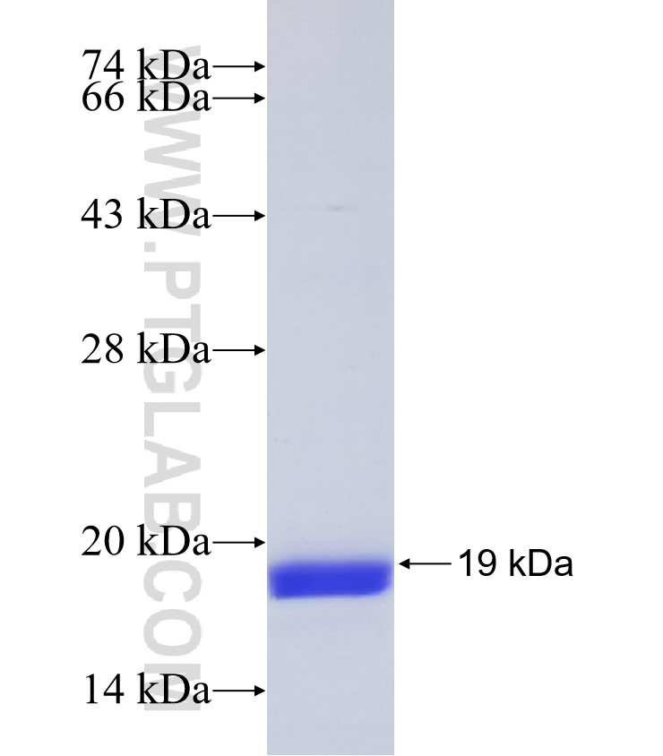 NOTCH3 fusion protein Ag34533 SDS-PAGE