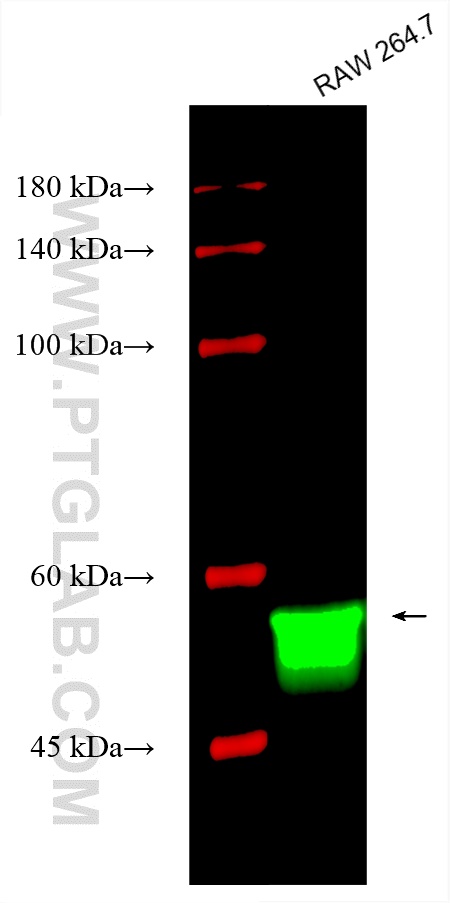 Western Blot (WB) analysis of various lysates using CoraLite® Plus 488-conjugated NOX2 Polyclonal anti (CL488-19013)