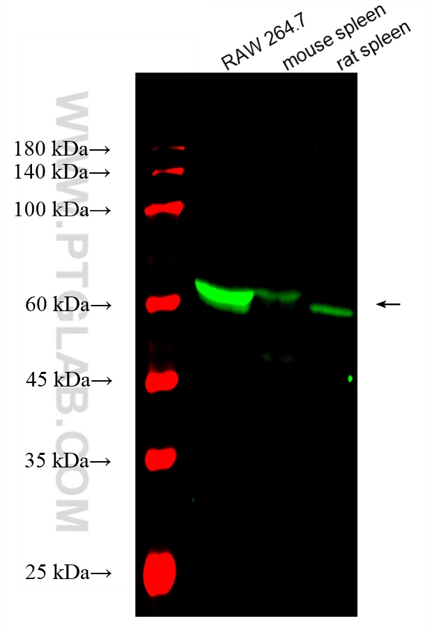 Western Blot (WB) analysis of various lysates using CoraLite® Plus 488-conjugated NOX2 Polyclonal anti (CL488-19013)