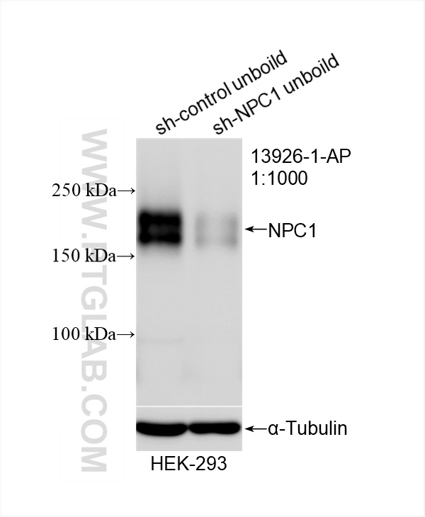 Western Blot (WB) analysis of HEK-293 cells using NPC1 Polyclonal antibody (13926-1-AP)