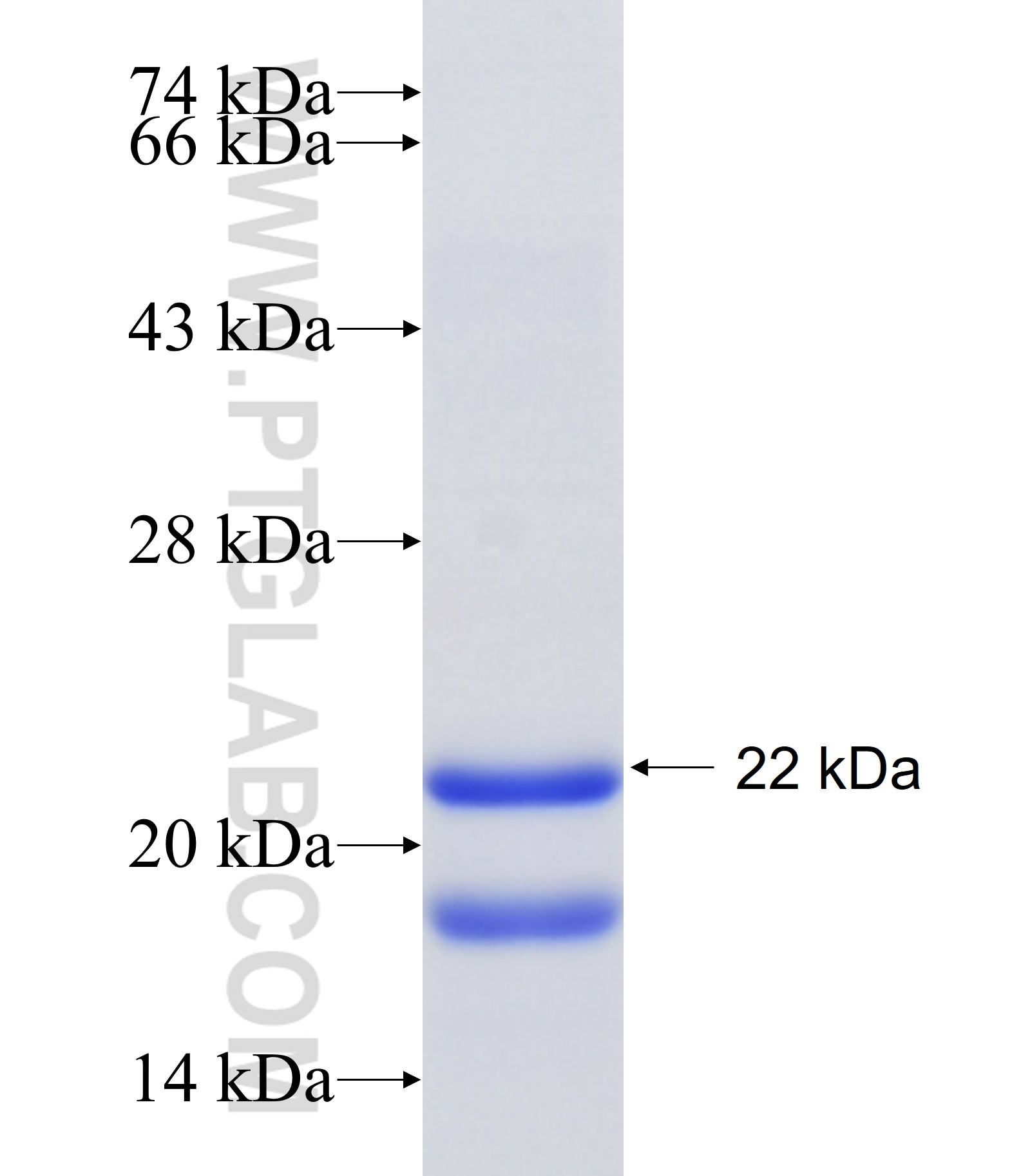 NPC2 fusion protein Ag34710 SDS-PAGE