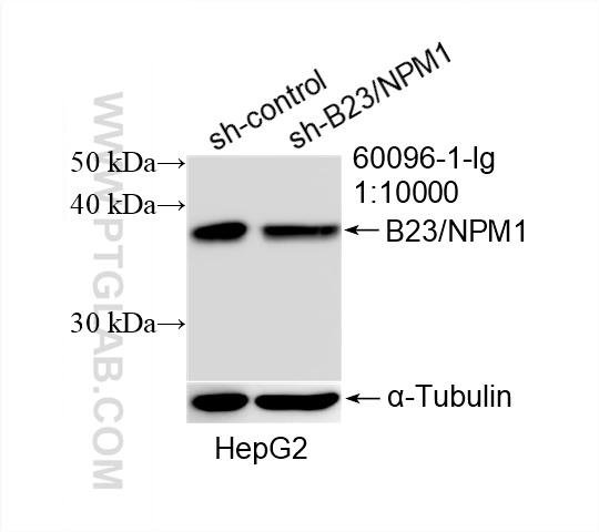 Western Blot (WB) analysis of HepG2 cells using B23/NPM1 Monoclonal antibody (60096-1-Ig)