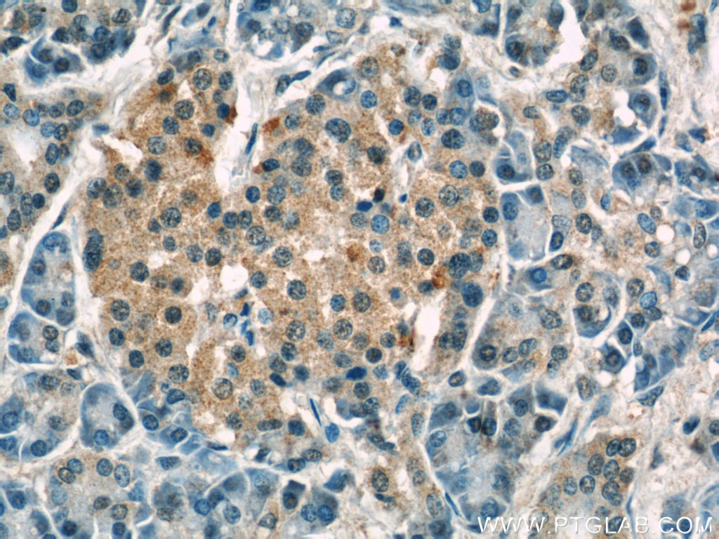 Immunohistochemistry (IHC) staining of human pancreas tissue using NPS Polyclonal antibody (23609-1-AP)