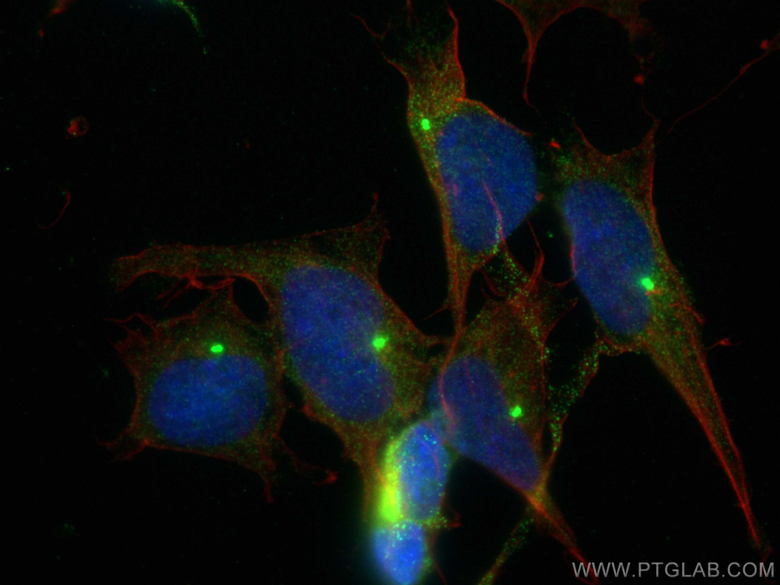 Immunofluorescence (IF) / fluorescent staining of SH-SY5Y cells using NPTX2 Polyclonal antibody (10889-1-AP)