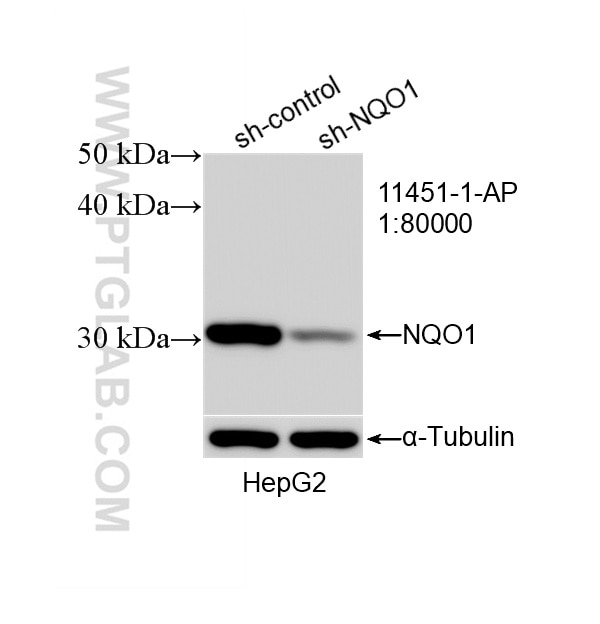Western Blot (WB) analysis of HepG2 cells using NQO1 Polyclonal antibody (11451-1-AP)