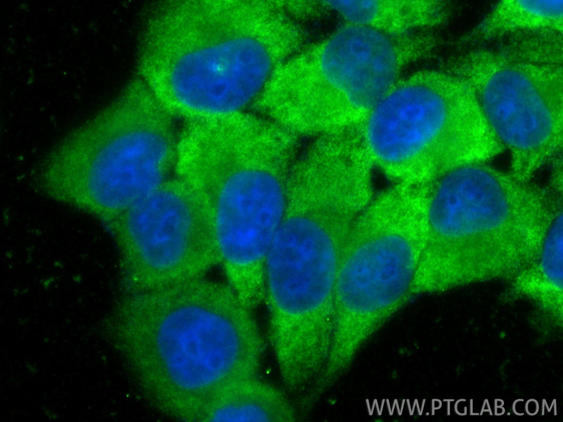 Immunofluorescence (IF) / fluorescent staining of HepG2 cells using NQO1 Monoclonal antibody (67240-1-Ig)