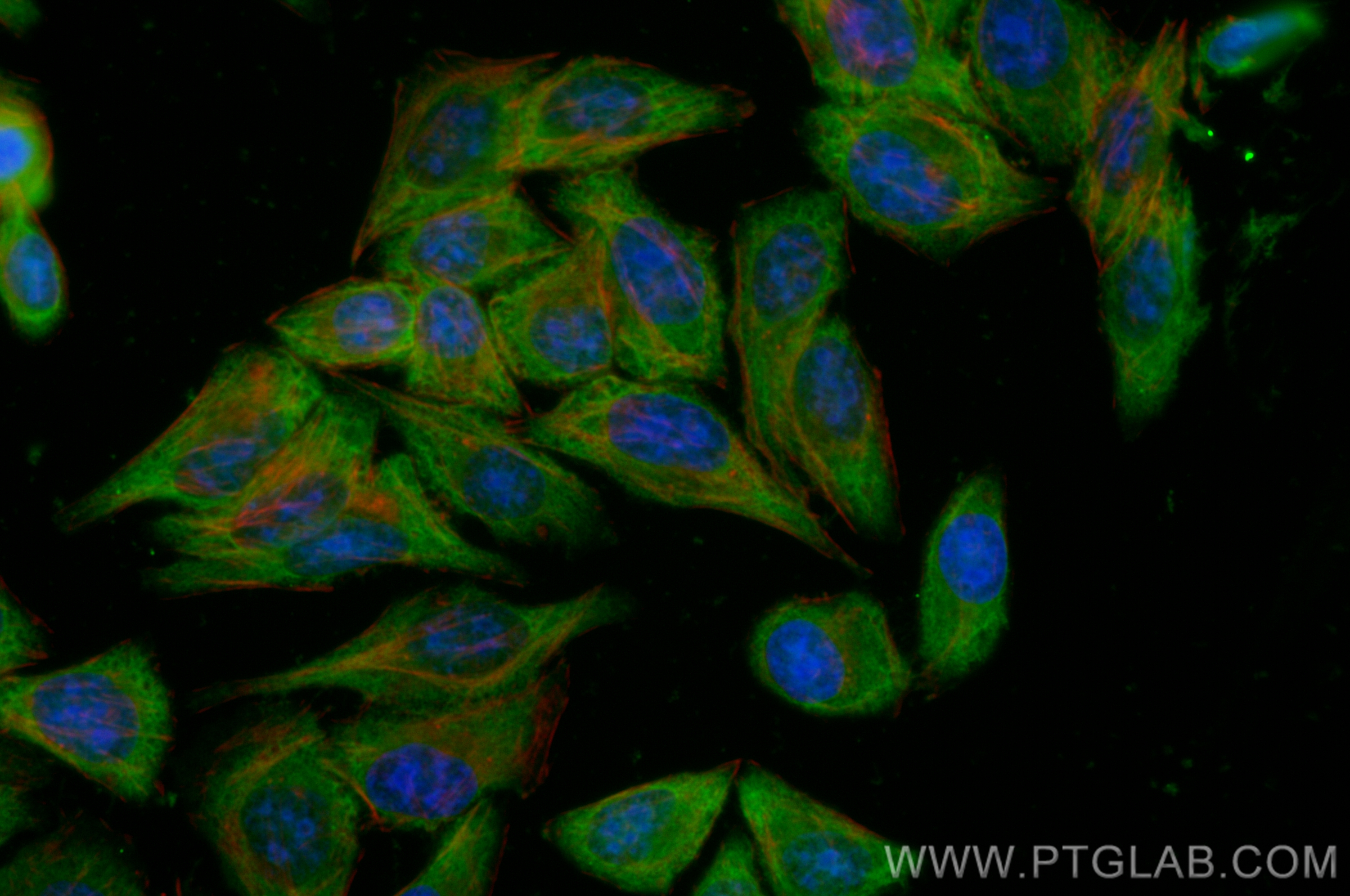 Immunofluorescence (IF) / fluorescent staining of HeLa cells using CoraLite® Plus 488-conjugated NQO1 Polyclonal anti (CL488-11451)