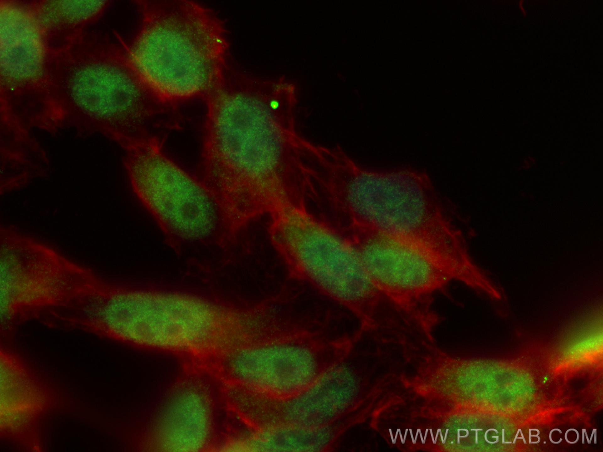 Immunofluorescence (IF) / fluorescent staining of PC-3 cells using NR1D2 Polyclonal antibody (13906-1-AP)