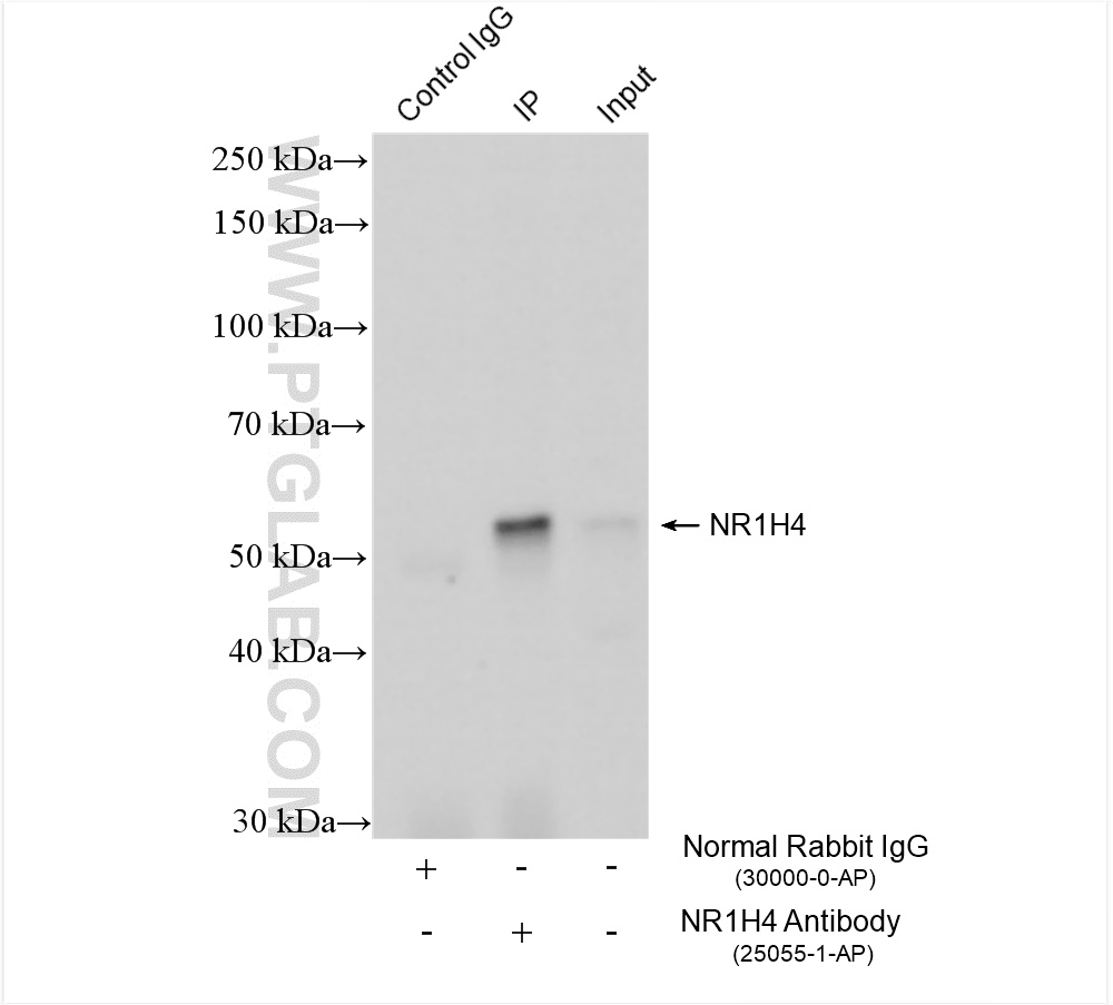 Immunoprecipitation (IP) experiment of rat liver tissue using NR1H4 Polyclonal antibody (25055-1-AP)