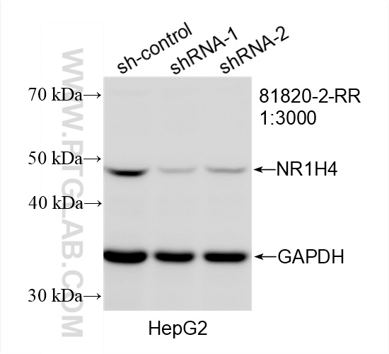 Western Blot (WB) analysis of HepG2 cells using NR1H4 Recombinant antibody (81820-2-RR)