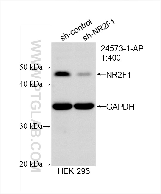 Western Blot (WB) analysis of HEK-293 cells using NR2F1 Polyclonal antibody (24573-1-AP)