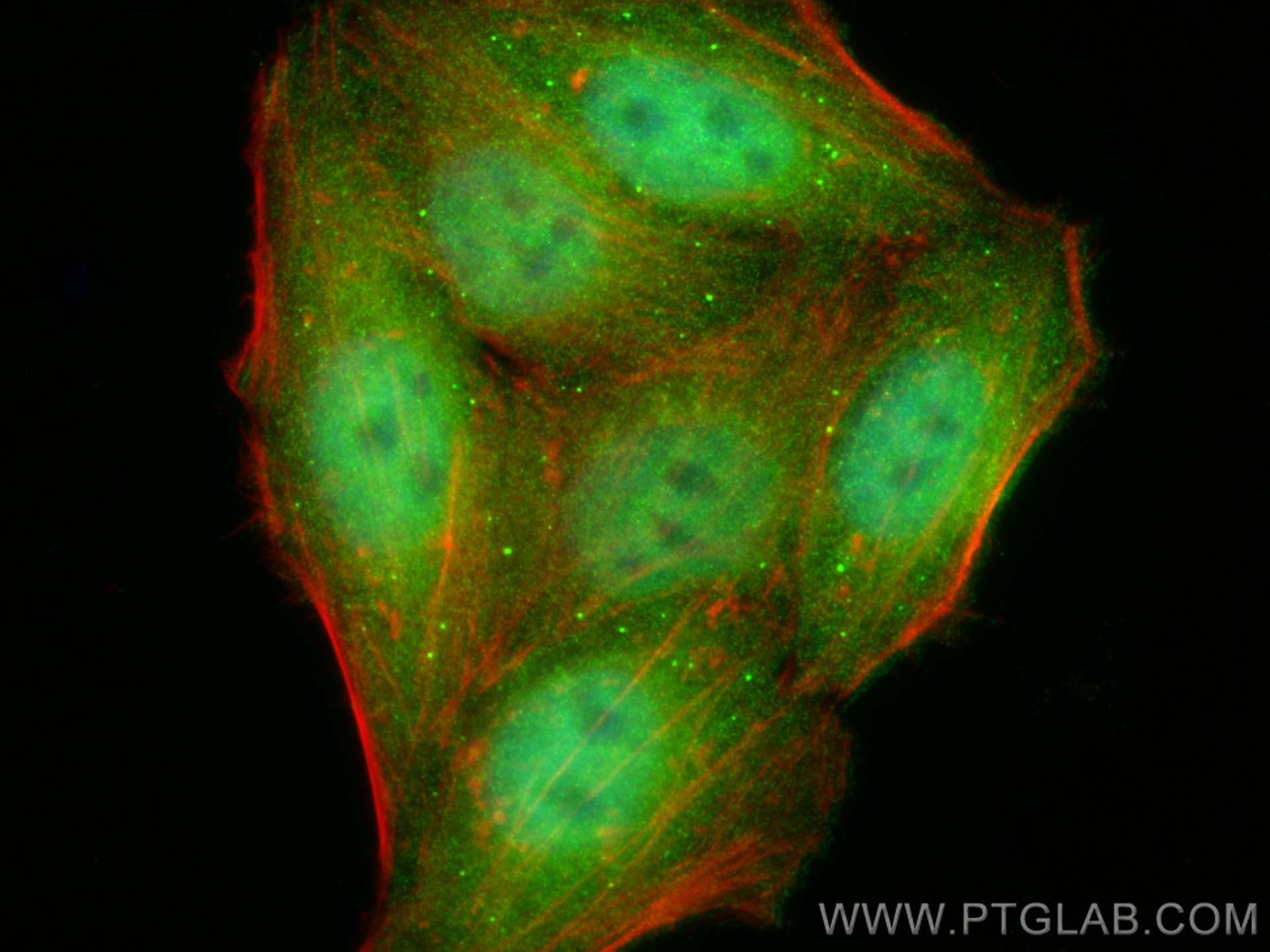 Immunofluorescence (IF) / fluorescent staining of HepG2 cells using NR3C2 Polyclonal antibody (21854-1-AP)