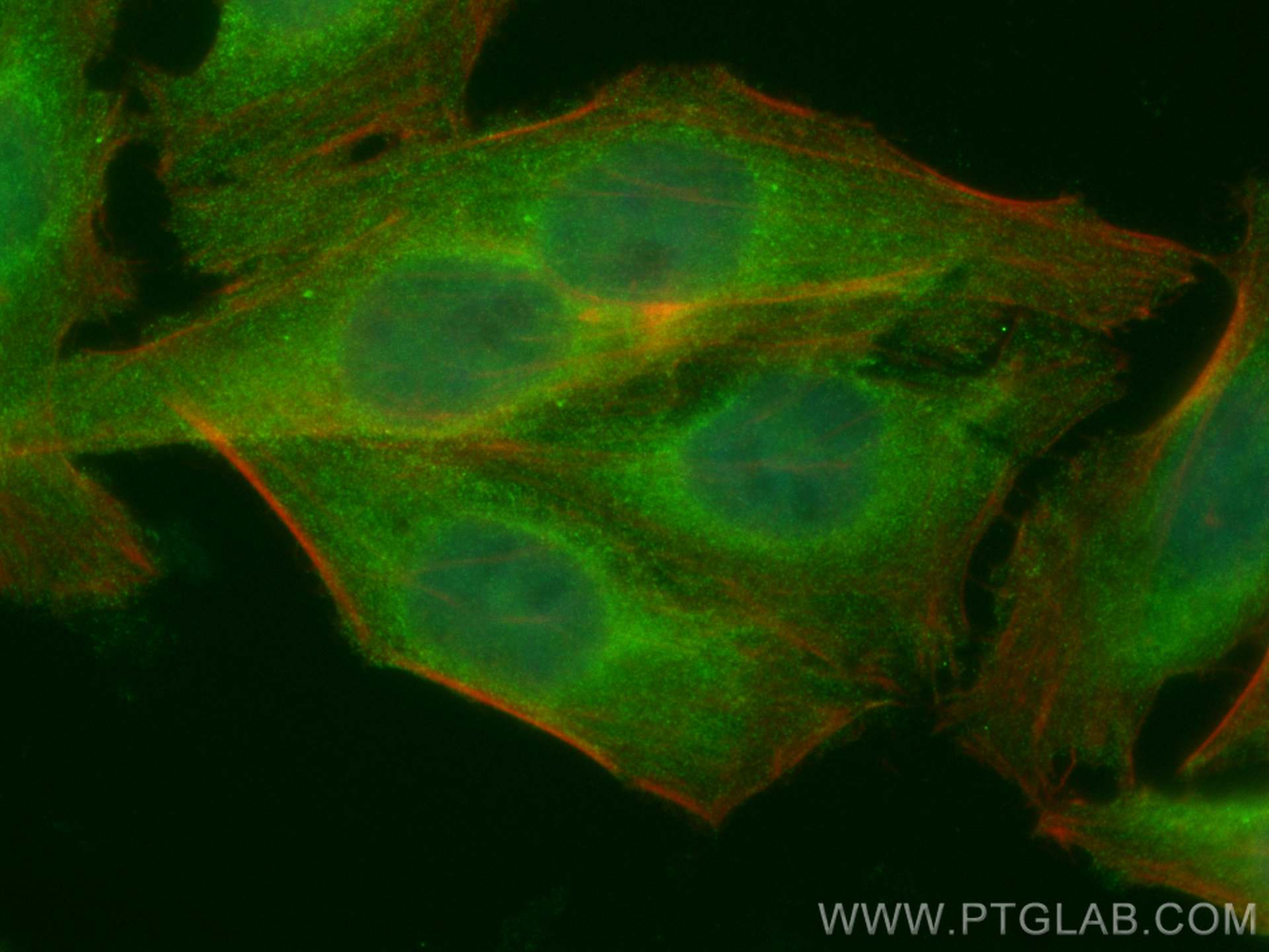 Immunofluorescence (IF) / fluorescent staining of HepG2 cells using CoraLite® Plus 488-conjugated NR3C2 Polyclonal ant (CL488-21854)