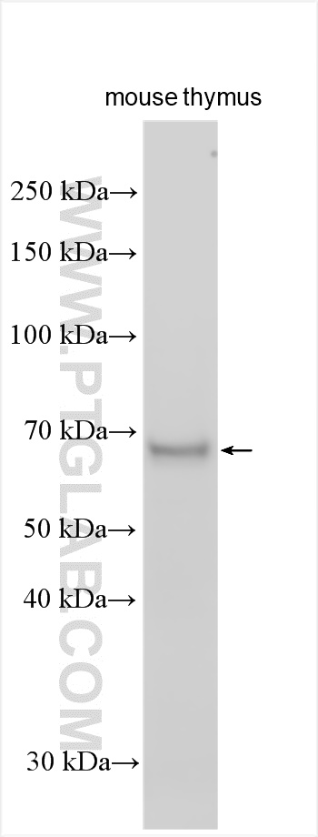 Western Blot (WB) analysis of various lysates using NR4A3 Polyclonal antibody (55405-1-AP)