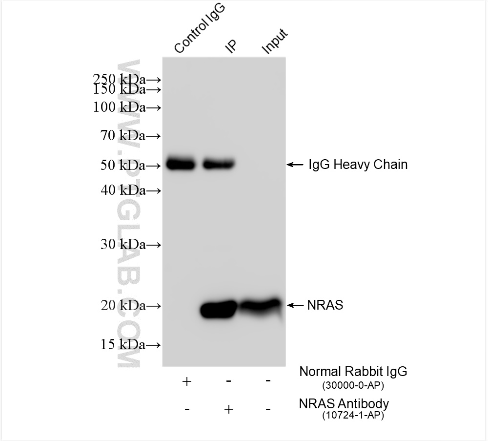 Immunoprecipitation (IP) experiment of HEK-293 cells using NRAS Polyclonal antibody (10724-1-AP)