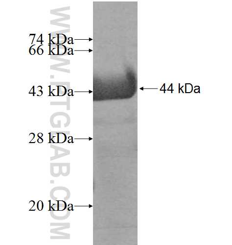 NRD1 fusion protein Ag7807 SDS-PAGE