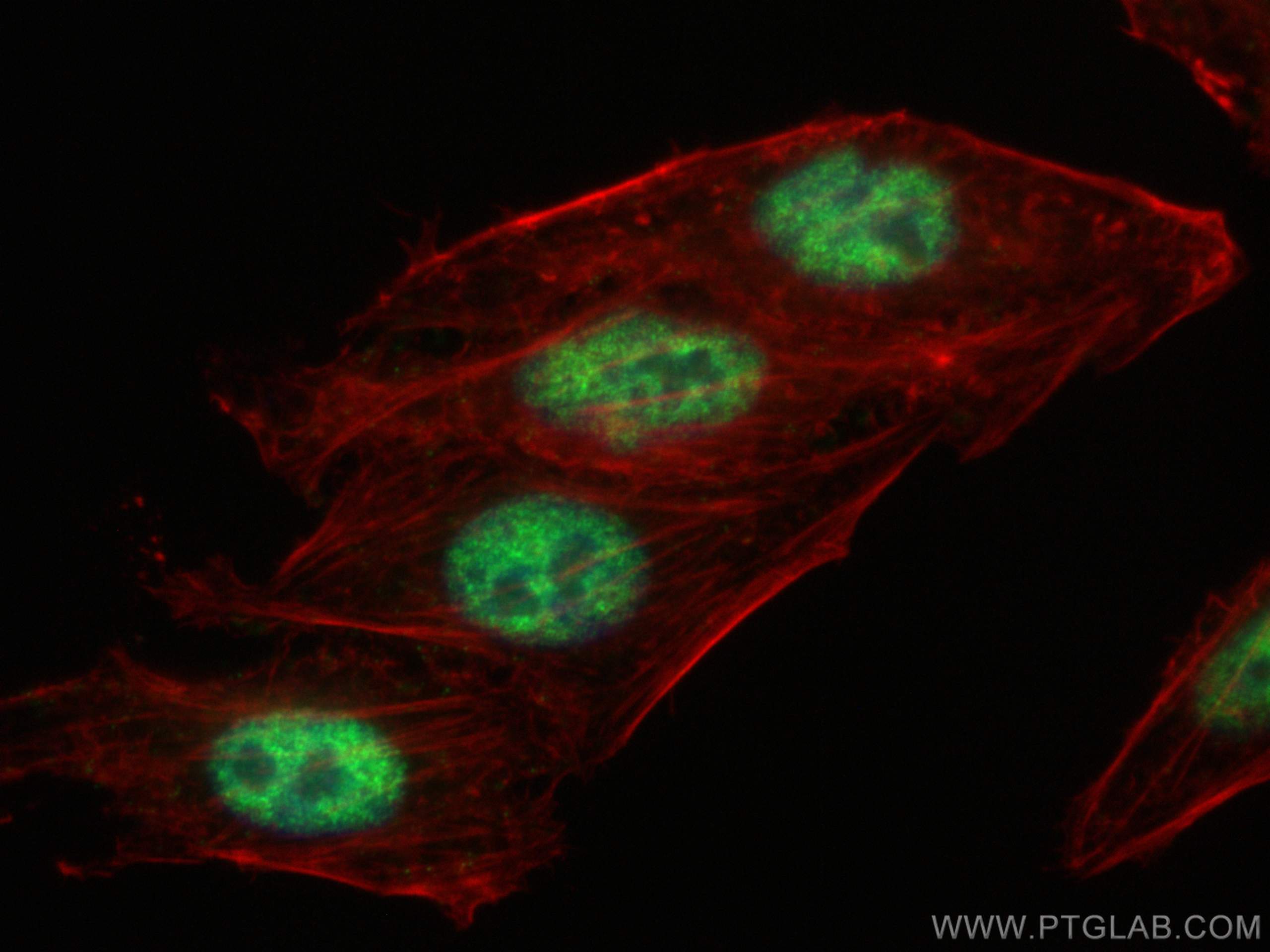 Immunofluorescence (IF) / fluorescent staining of HepG2 cells using NRF1/nuclear respiratory factor 1 Monoclonal antib (66832-1-Ig)