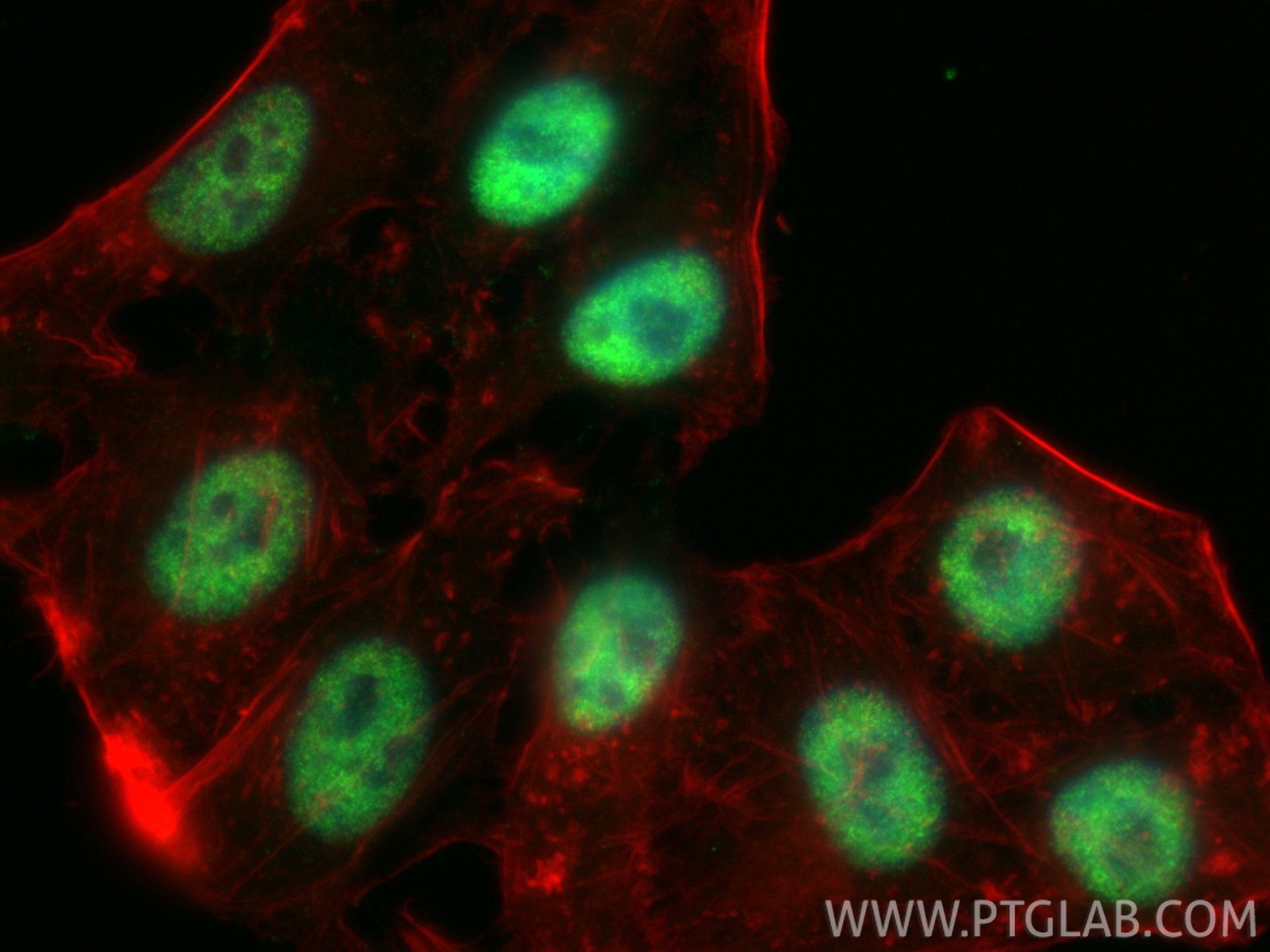 Immunofluorescence (IF) / fluorescent staining of HepG2 cells using NRF1/nuclear respiratory factor 1 Monoclonal antib (66832-1-Ig)