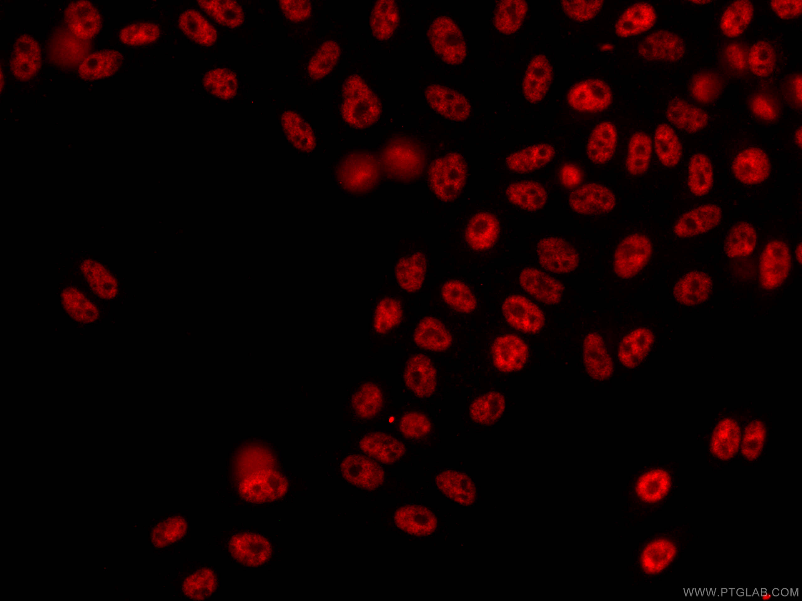 Immunofluorescence (IF) / fluorescent staining of HepG2 cells using CoraLite®594-conjugated NRF1 Monoclonal antibody (CL594-66832)