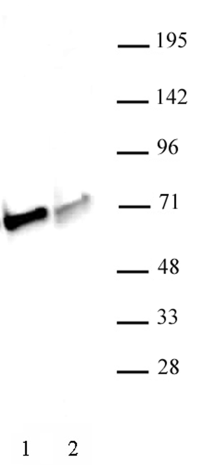 NRF1 antibody (pAb) tested by Western blot. Nuclear extract (30 ug) of C2C12 (Lane 1) and HepG2 cells (Lane 2) probed with NRF1 antibody at a 1:500 dilution.