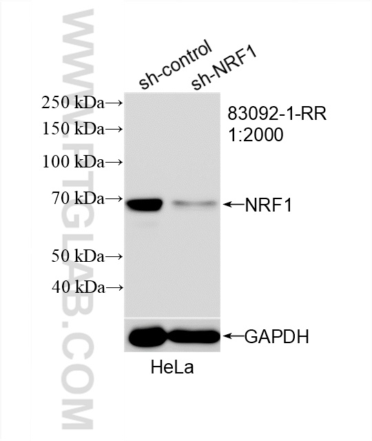 Western Blot (WB) analysis of HeLa cells using NRF1/nuclear respiratory factor 1 Recombinant anti (83092-1-RR)