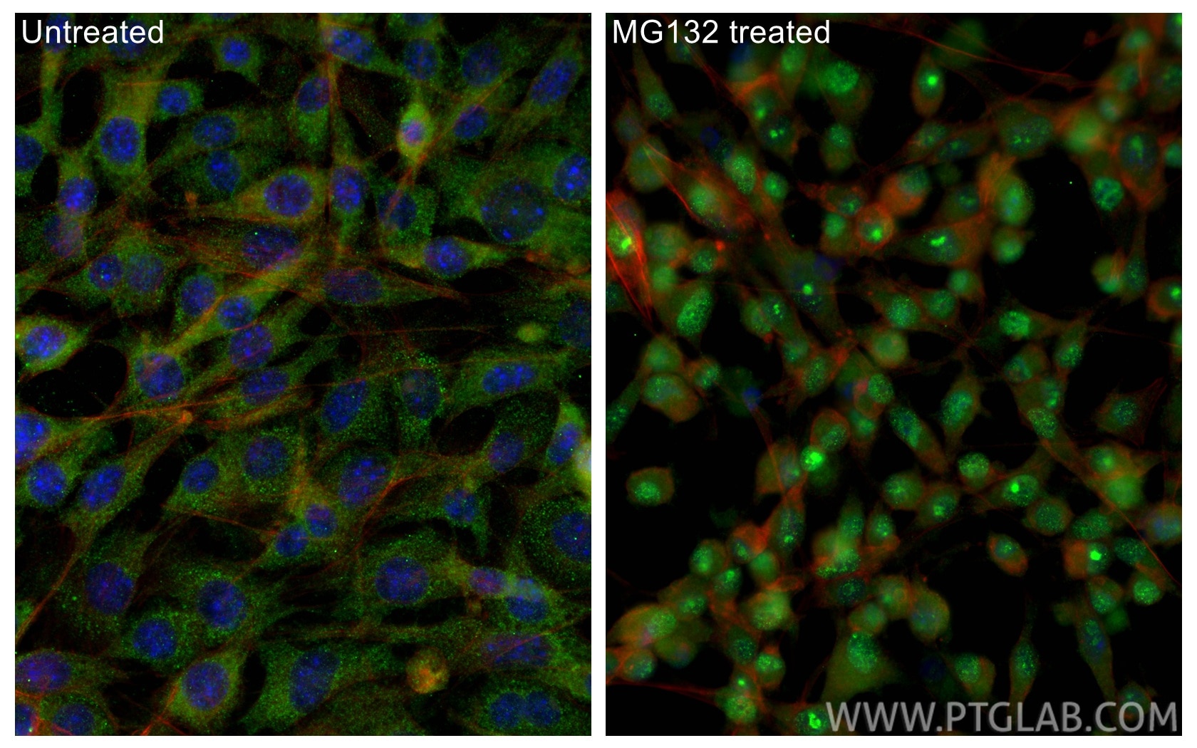 Immunofluorescence (IF) / fluorescent staining of NIH/3T3 cells using NRF2/NFE2L2 Monoclonal antibody (66504-1-Ig)