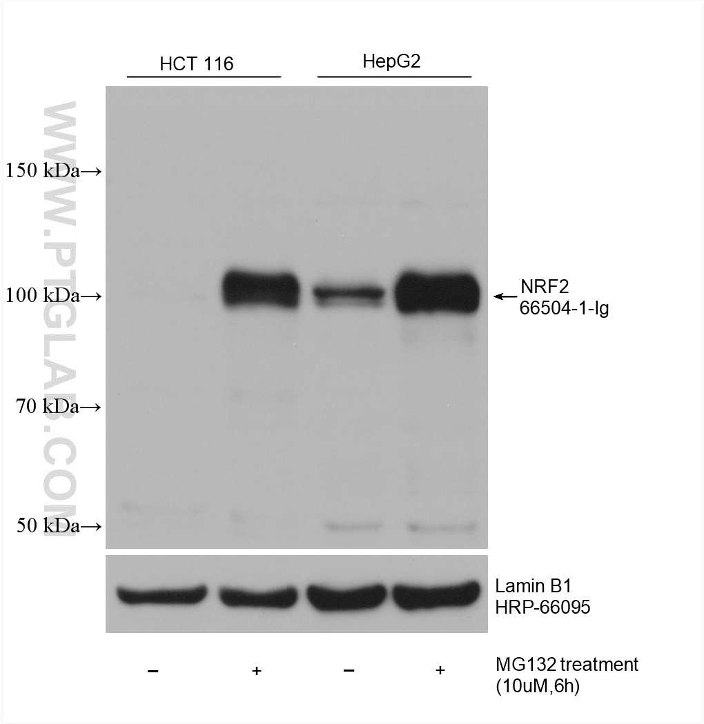 Western Blot (WB) analysis of various lysates using NRF2, NFE2L2 Monoclonal antibody (66504-1-Ig)