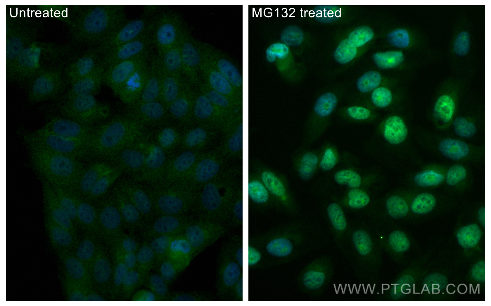 Immunofluorescence (IF) / fluorescent staining of HepG2 cells using CoraLite® Plus 488-conjugated NRF2, NFE2L2 Recombi (CL488-80593)