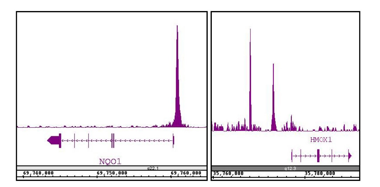 NRF2 antibody (pAb) tested by ChIP-Seq. ChIP was performed using the ChIP-IT High Sensitivity Kit (Cat. No. 53040) with 30 ug of chromatin from A549 cells and 4 ul of antibody. ChIP DNA was sequenced on the Illumina HiSeq and 20 million sequence tags were mapped to identify NRF2 binding sites. The image shows binding across regions of chromosome 16 and 22. You can view the complete data set in the UCSC Genome Browser, starting at NQO1, here.