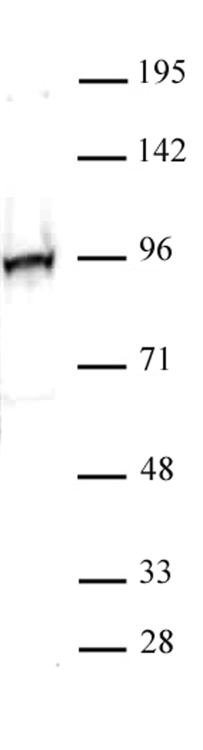 NRF2 antibody (pAb) tested by Western blot. Nuclear extract of HepG2 cells (25 ug) treated with tHBQ and probed with NRF2 antibody at a dilution of 1:500.