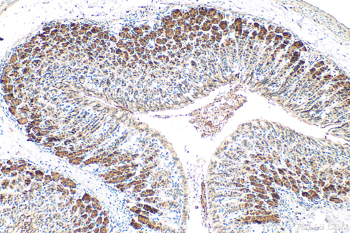 Immunohistochemistry (IHC) staining of mouse stomach tissue using NRG1, isoform Alpha Polyclonal antibody (31043-1-AP)