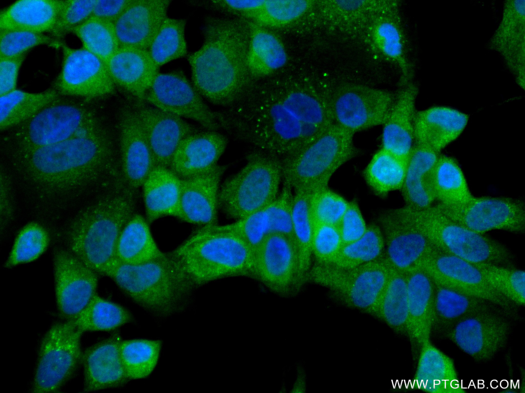 Immunofluorescence (IF) / fluorescent staining of MCF-7 cells using NRG1, isoform Alpha Recombinant antibody (83251-2-RR)