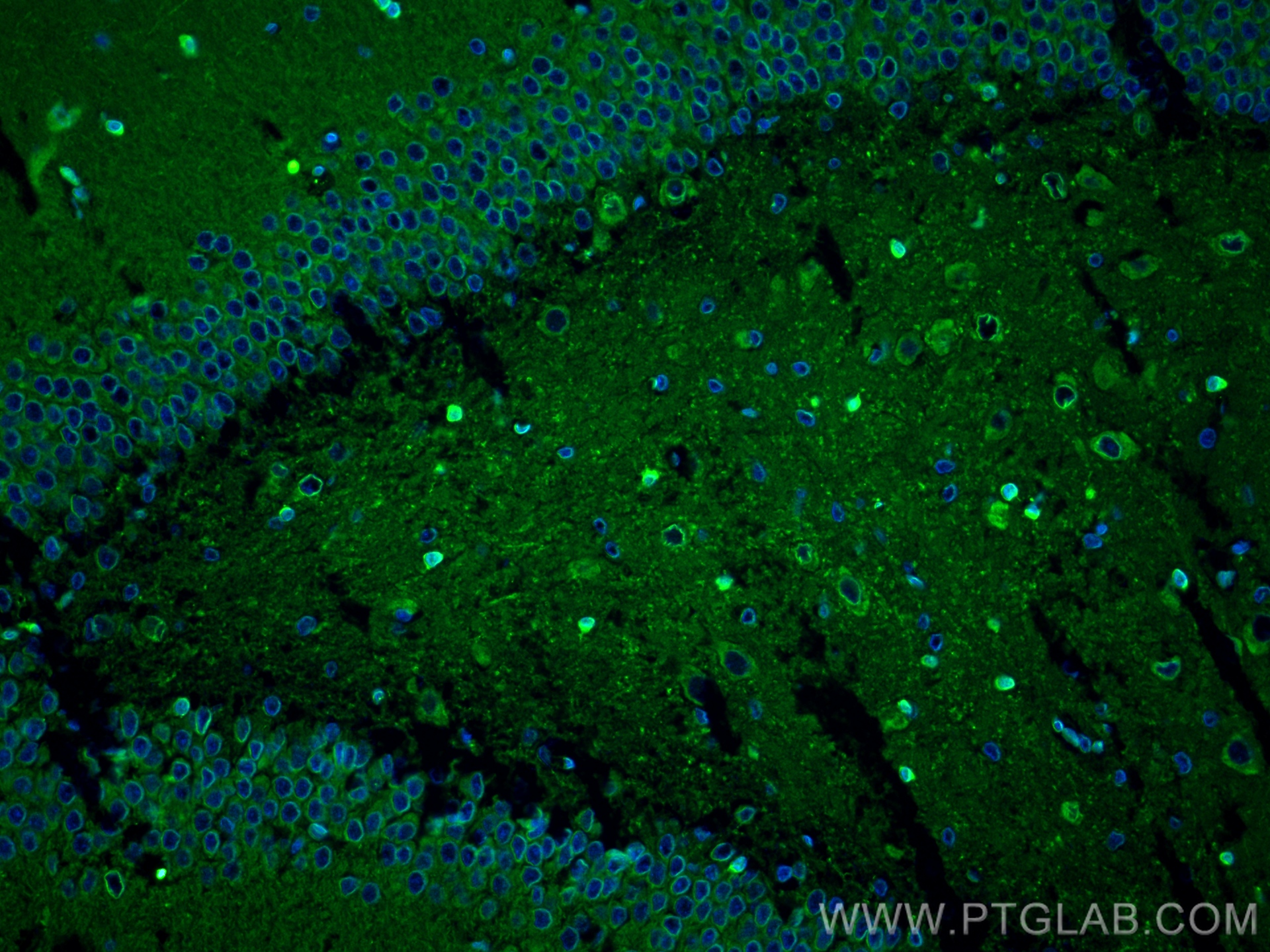 Immunofluorescence (IF) / fluorescent staining of rat brain tissue using NRG1, isoform SMDF Recombinant antibody (83323-6-RR)