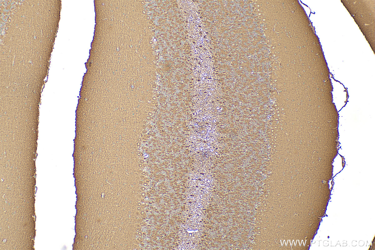 Immunohistochemistry (IHC) staining of mouse cerebellum tissue using NRG1, isoform SMDF Recombinant antibody (83323-6-RR)