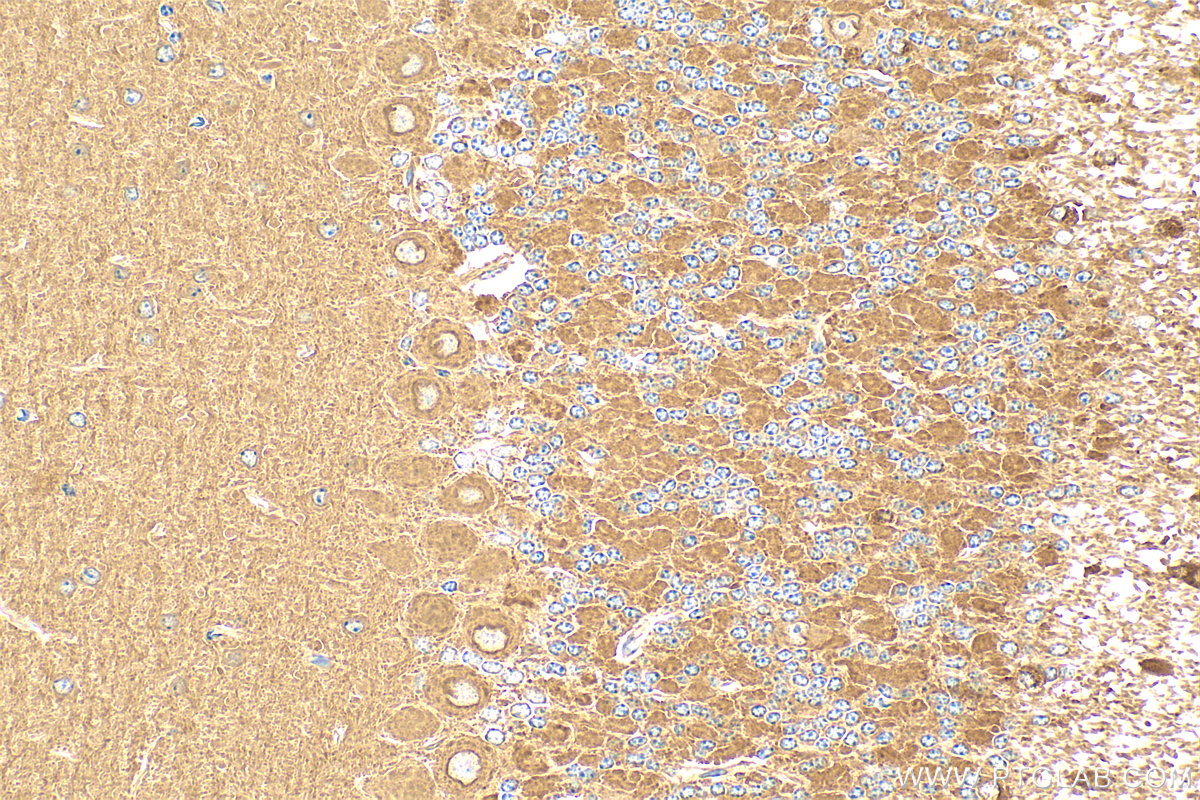 Immunohistochemistry (IHC) staining of mouse cerebellum tissue using NRG1, isoform SMDF Recombinant antibody (83323-6-RR)