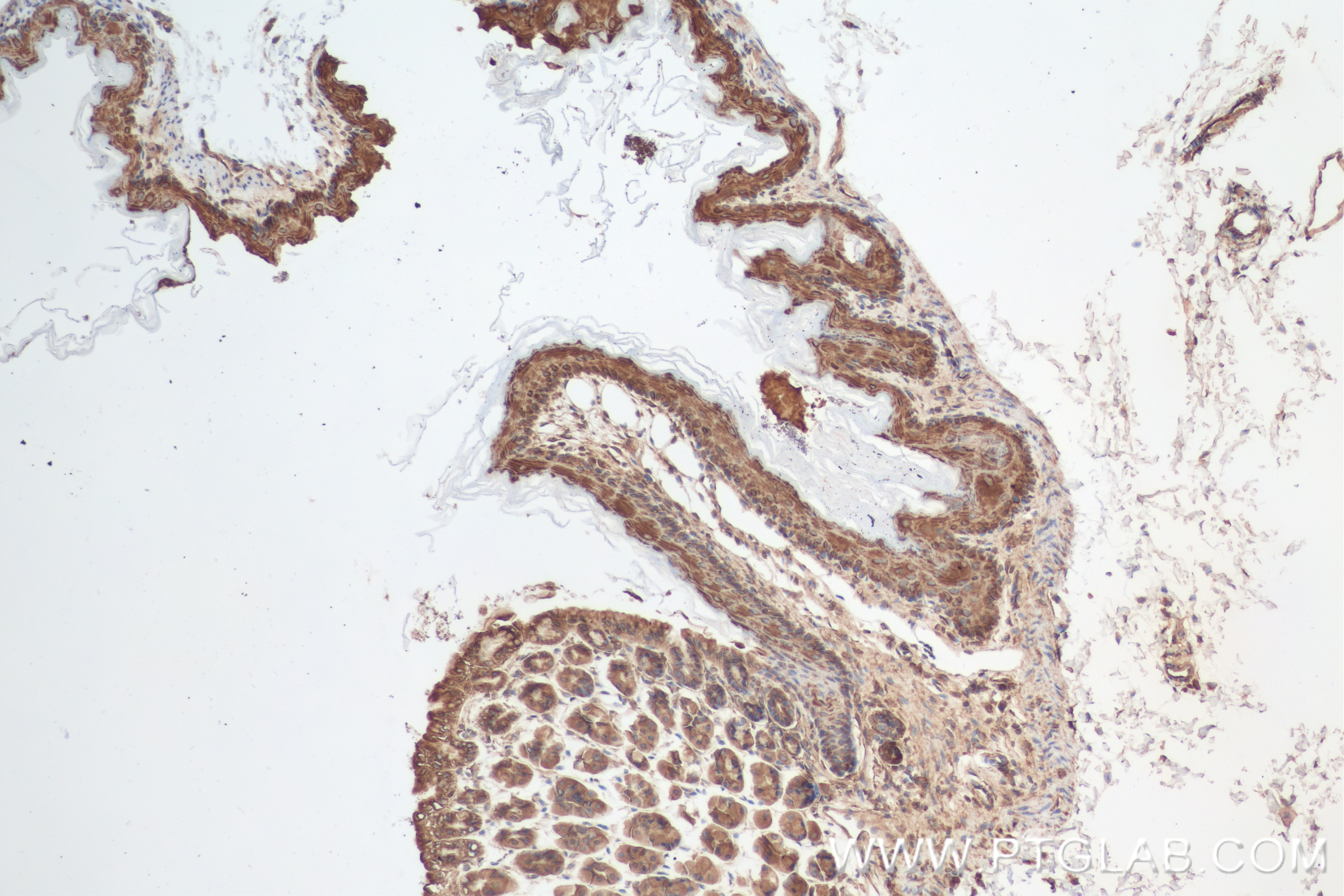 Immunohistochemistry (IHC) staining of mouse stomach tissue using NRG1, isoform SMDF Recombinant antibody (83323-6-RR)