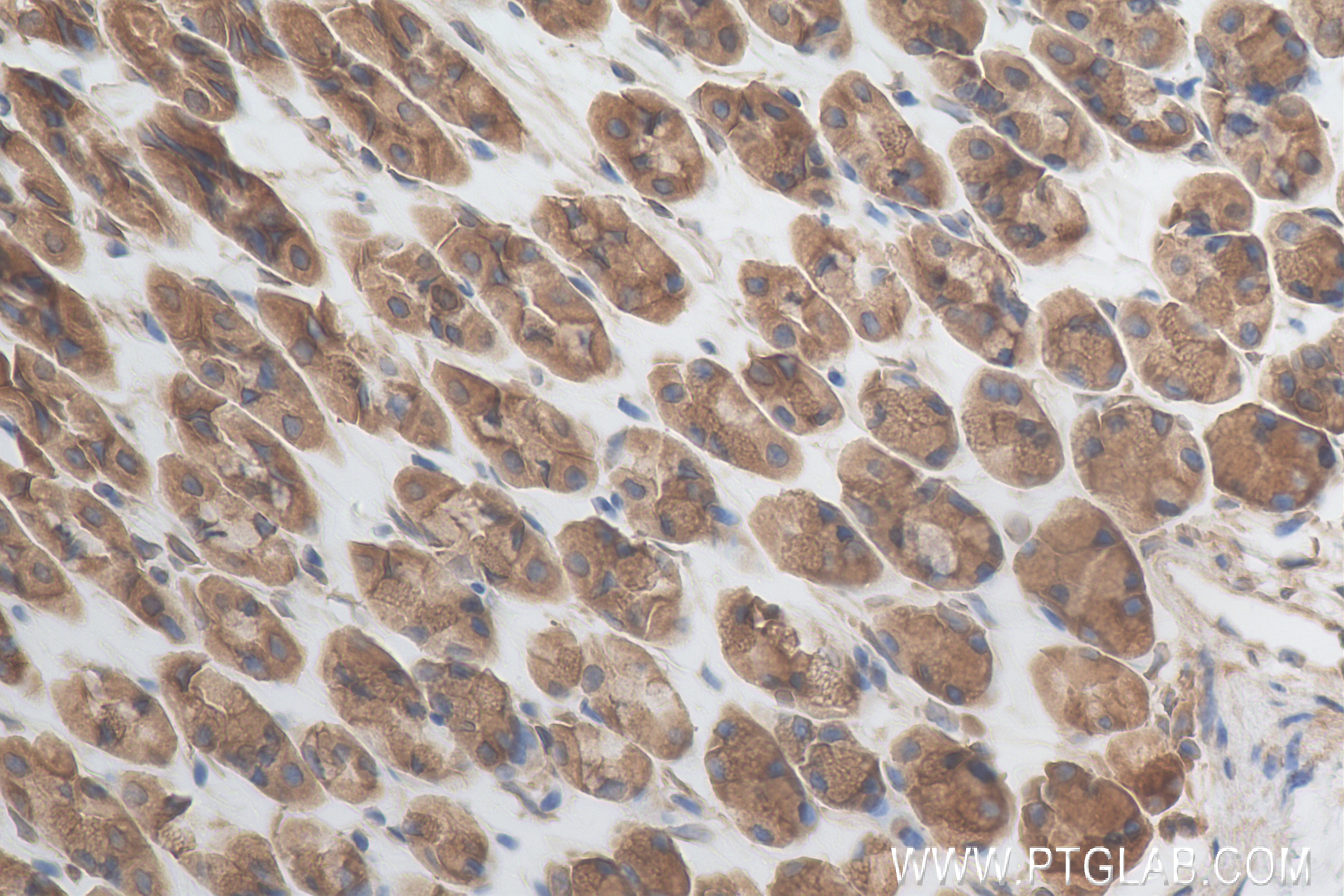 Immunohistochemistry (IHC) staining of mouse stomach tissue using NRG1, isoform SMDF Recombinant antibody (83323-6-RR)