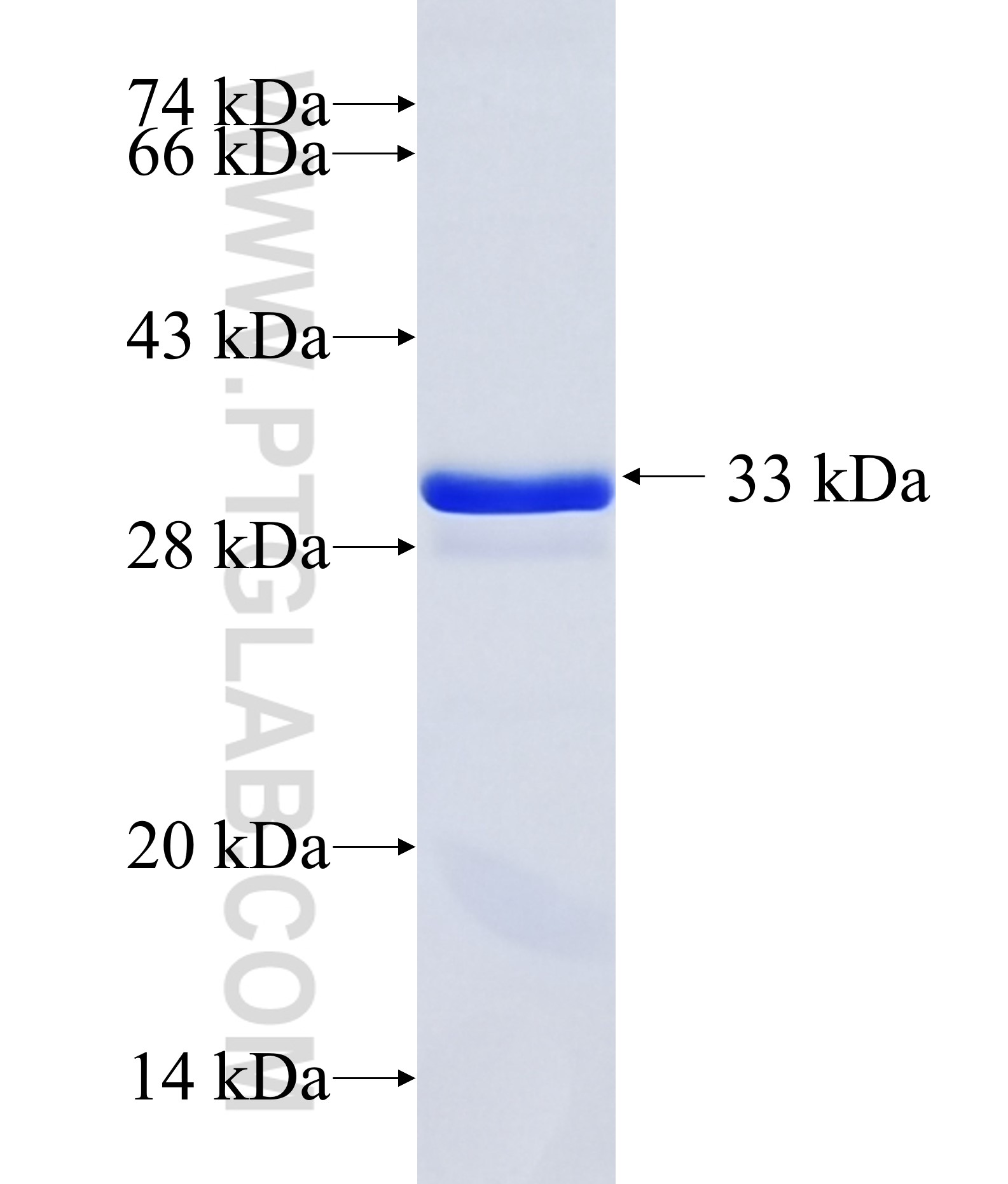 NRG4 fusion protein Ag26044 SDS-PAGE