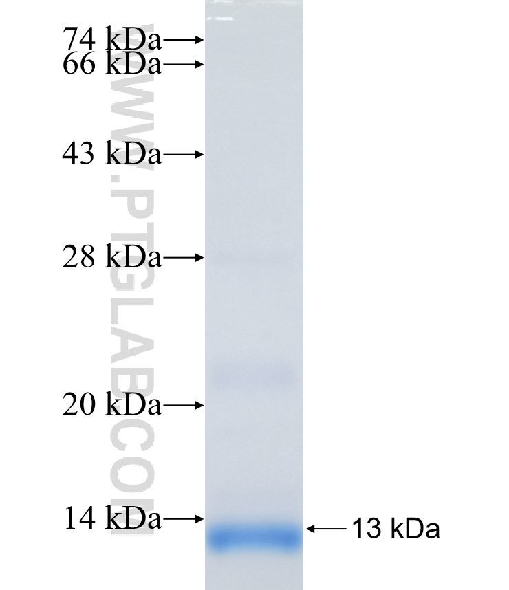 NRG4 fusion protein Ag26142 SDS-PAGE