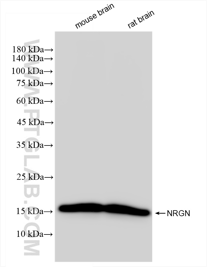 Western Blot (WB) analysis of various lysates using NRGN Recombinant antibody (83593-5-RR)