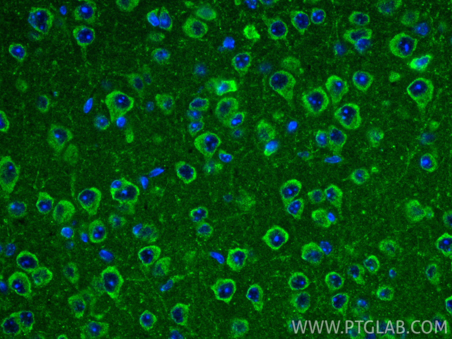 Immunofluorescence (IF) / fluorescent staining of mouse brain tissue using NRXN1 Polyclonal antibody (55051-1-AP)