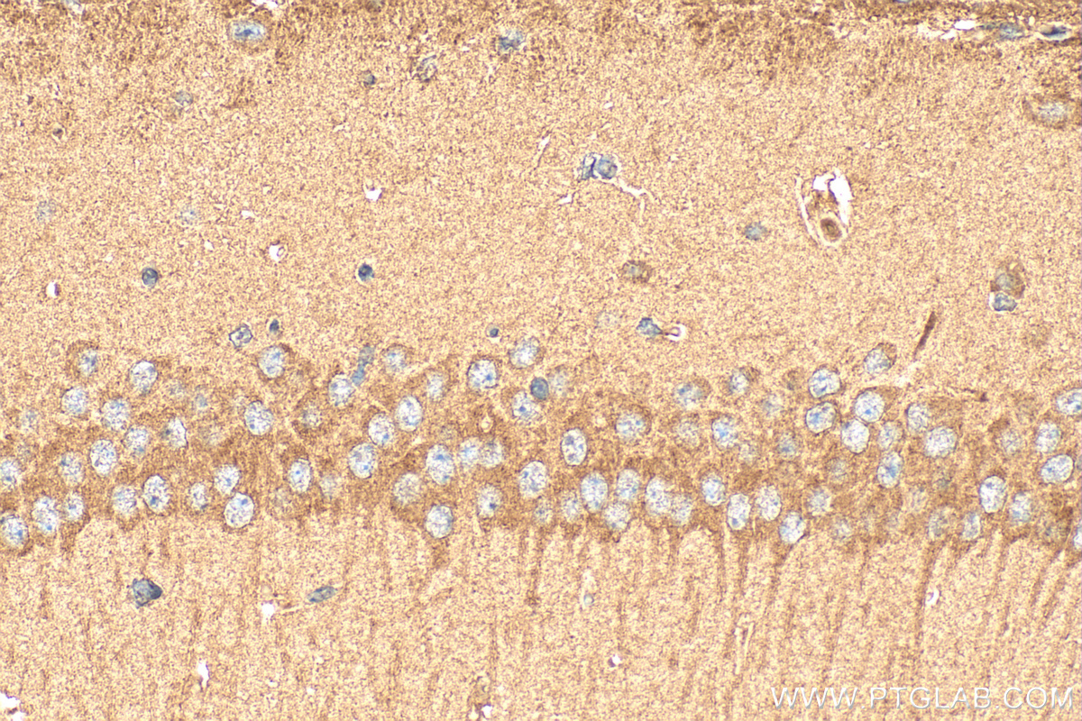 Immunohistochemistry (IHC) staining of mouse brain tissue using NRXN1 Polyclonal antibody (55051-1-AP)