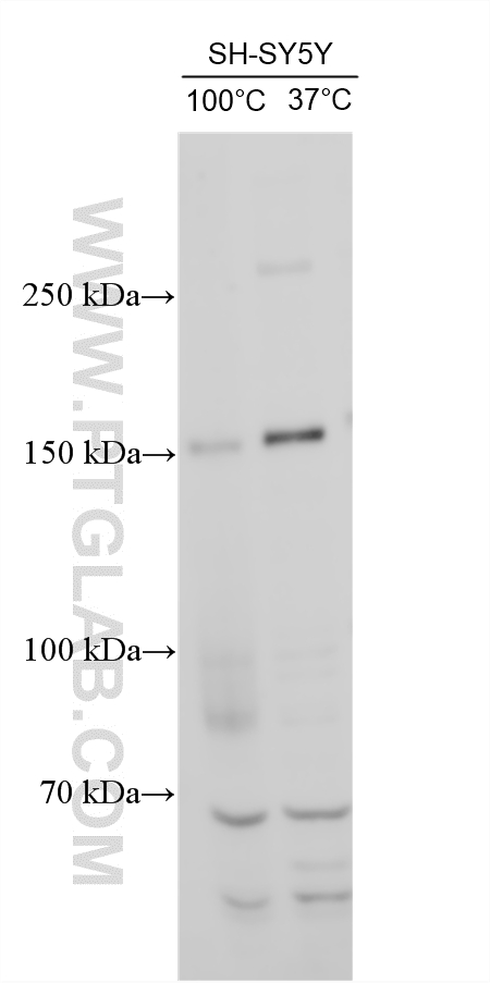 Western Blot (WB) analysis of various lysates using NRXN1 Polyclonal antibody (55051-1-AP)