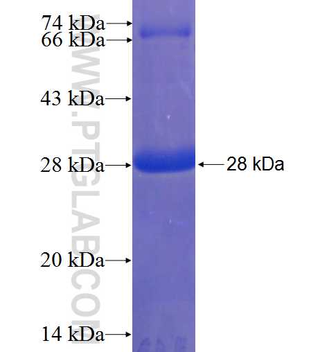 NRXN2 fusion protein Ag23107 SDS-PAGE