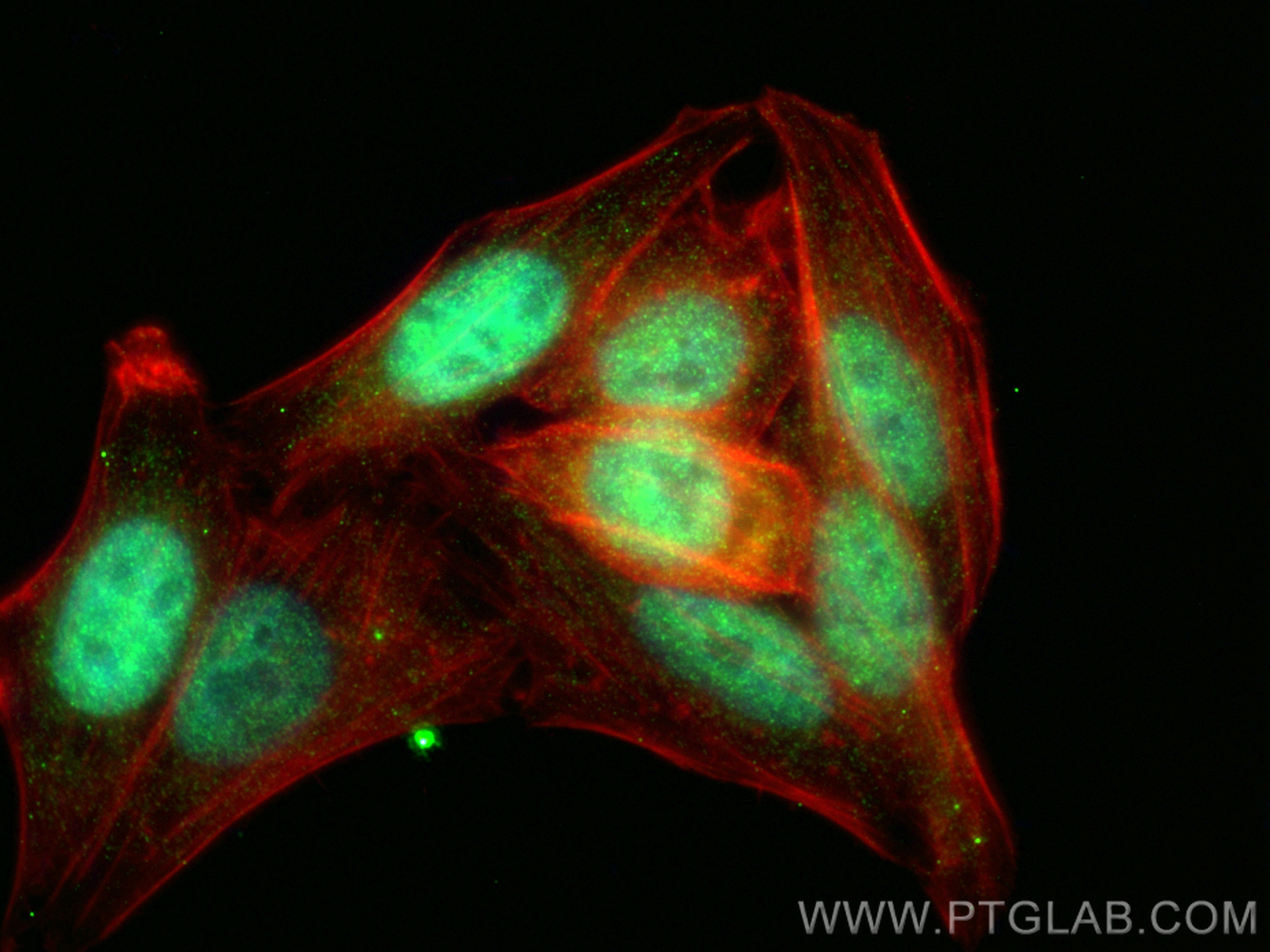 Immunofluorescence (IF) / fluorescent staining of HepG2 cells using NSBP1 Polyclonal antibody (23955-1-AP)